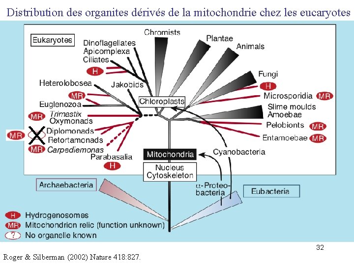Distribution des organites dérivés de la mitochondrie chez les eucaryotes 32 Roger & Silberman