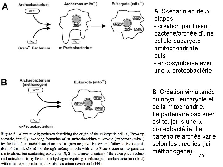 A Scénario en deux étapes - création par fusion bactérie/archée d’une cellule eucaryote amitochondriale