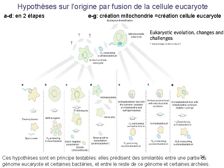 Hypothèses sur l’origine par fusion de la cellule eucaryote a-d: en 2 étapes e-g: