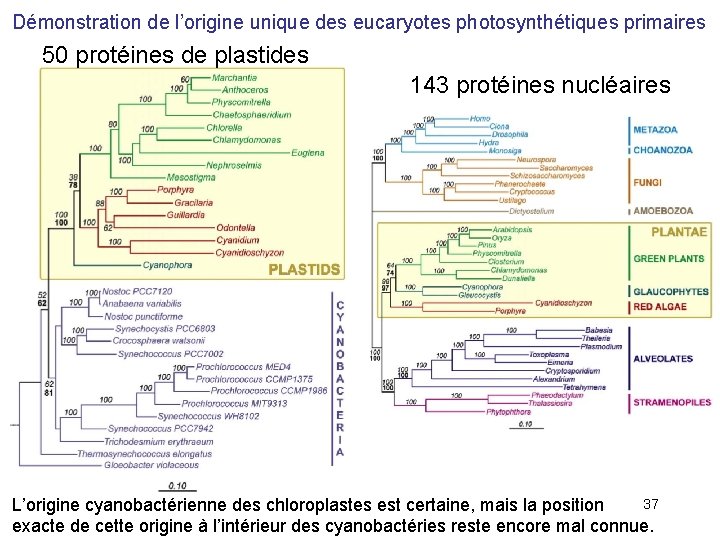 Démonstration de l’origine unique des eucaryotes photosynthétiques primaires 50 protéines de plastides 143 protéines