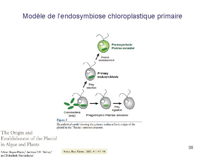Modèle de l’endosymbiose chloroplastique primaire 38 