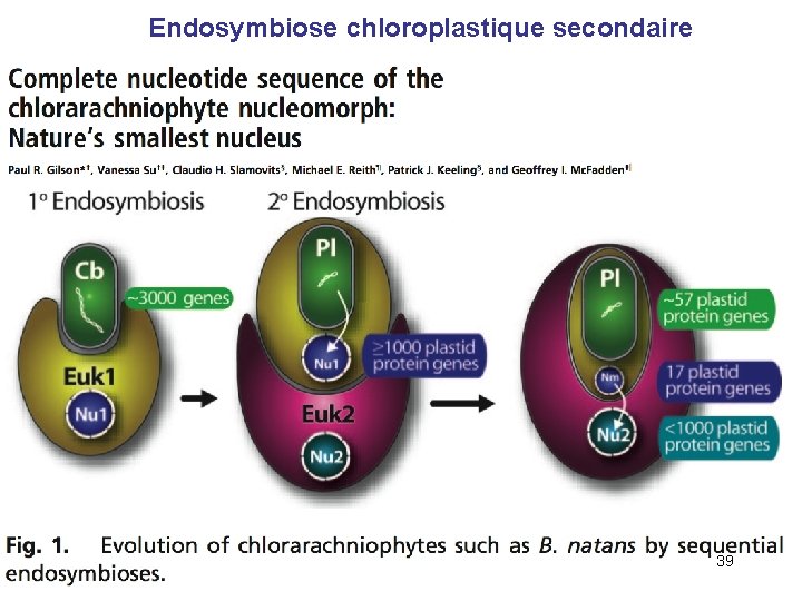 Endosymbiose chloroplastique secondaire 39 