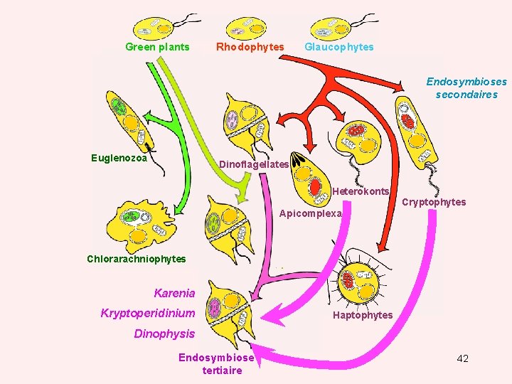 Green plants Rhodophytes Glaucophytes Endosymbioses secondaires Euglenozoa Dinoflagellates Heterokonts Cryptophytes Apicomplexa Chlorarachniophytes Secondary plastid