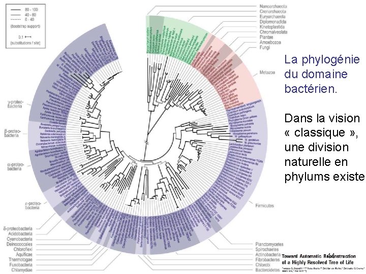 La phylogénie du domaine bactérien. Dans la vision « classique » , une division