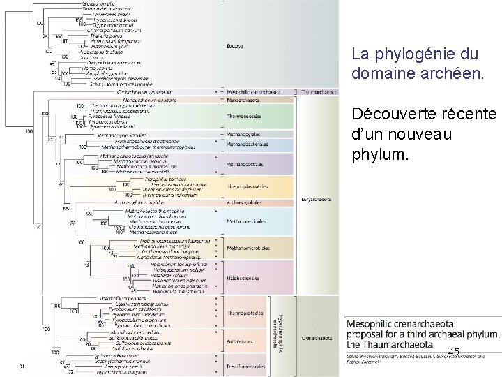 La phylogénie du domaine archéen. Découverte récente d’un nouveau phylum. 45 