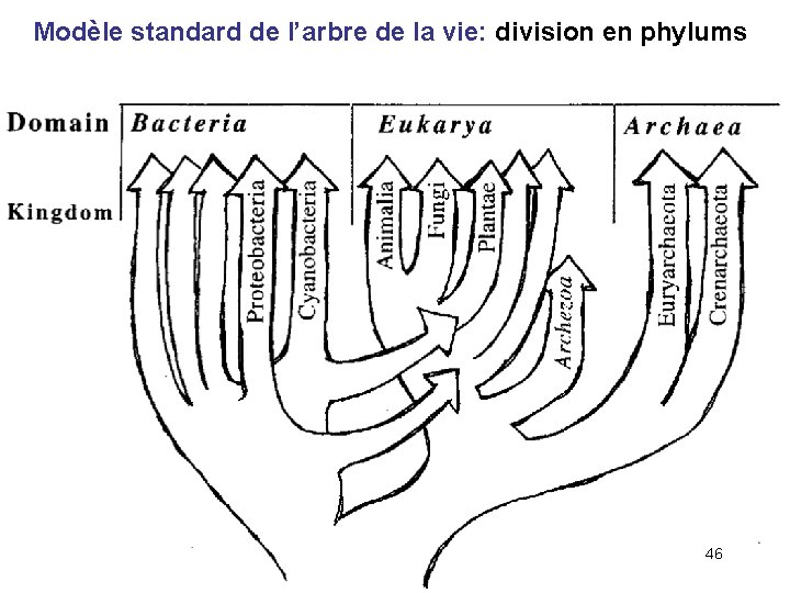 Modèle standard de l’arbre de la vie: division en phylums 46 