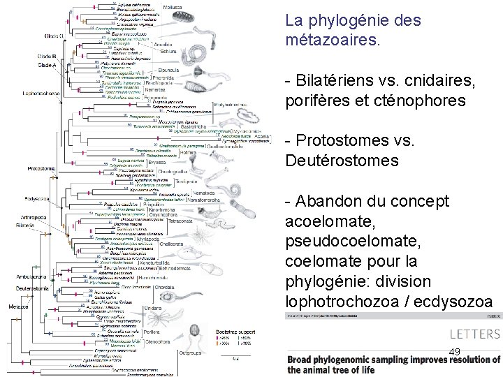 La phylogénie des métazoaires. - Bilatériens vs. cnidaires, porifères et cténophores - Protostomes vs.