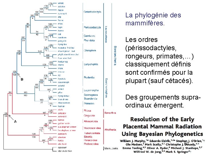 La phylogénie des mammifères. Les ordres (périssodactyles, rongeurs, primates, …) classiquement définis sont confirmés