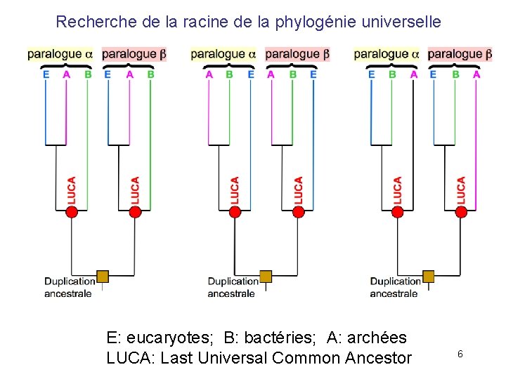Recherche de la racine de la phylogénie universelle E: eucaryotes; B: bactéries; A: archées