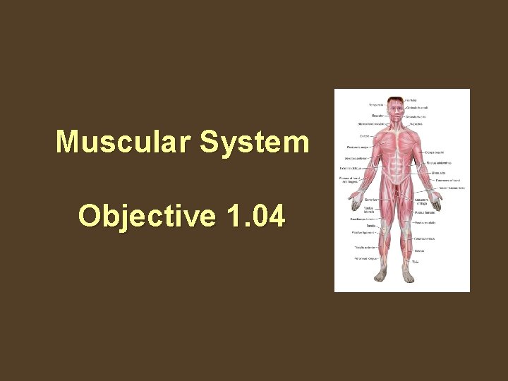 Muscular System Objective 1. 04 