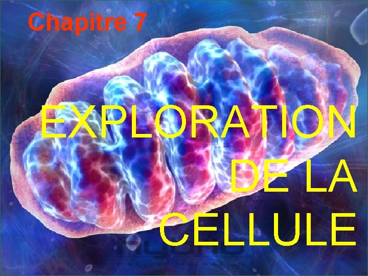 Chapitre 7 EXPLORATION DE LA CELLULE 