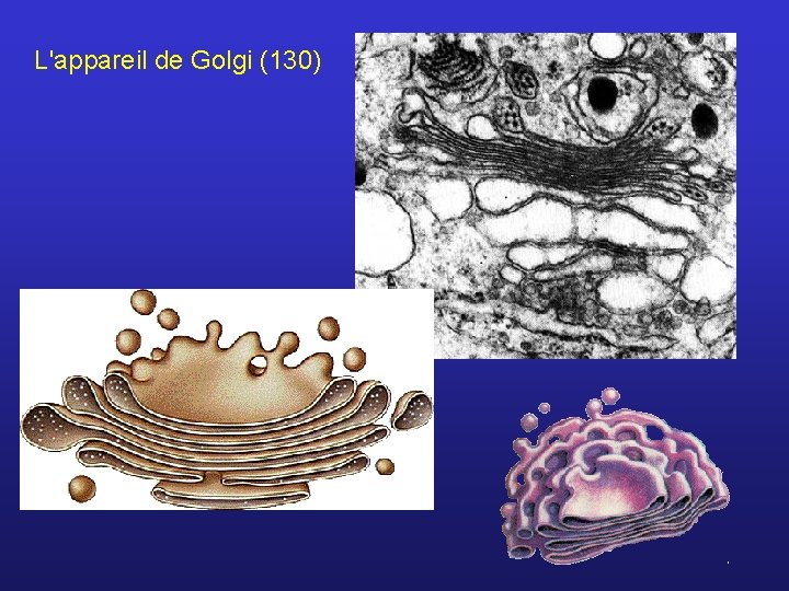 L'appareil de Golgi (130) 