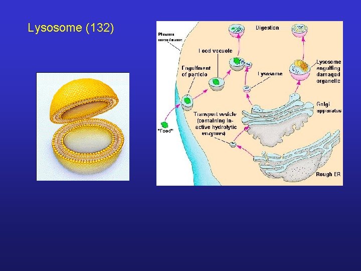 Lysosome (132) 