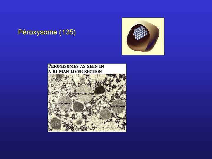 Péroxysome (135) 