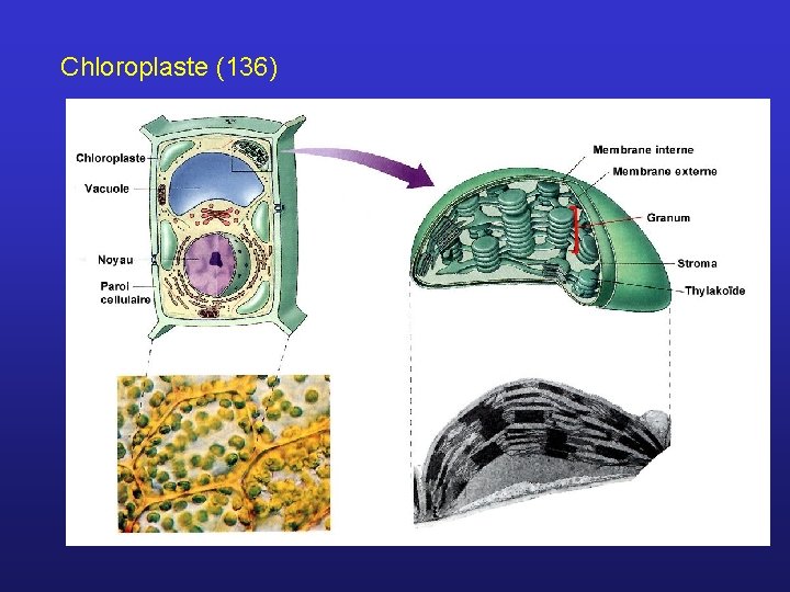 Chloroplaste (136) 