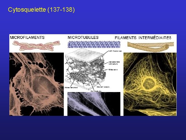 Cytosquelette (137 -138) 