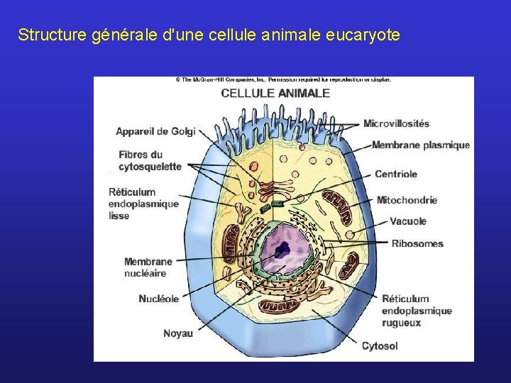 Structure générale d'une cellule animale eucaryote 