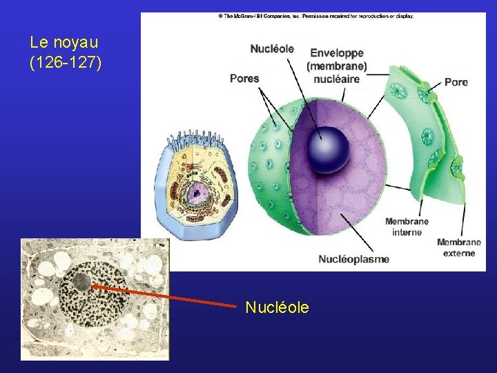 Le noyau (126 -127) Nucléole 