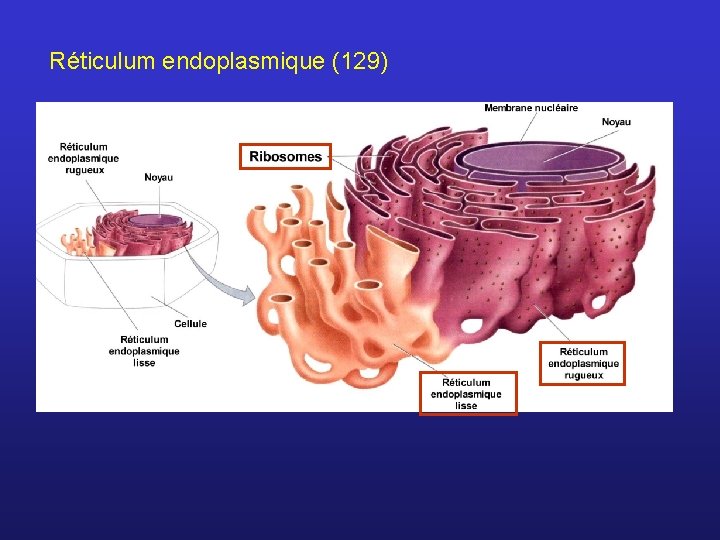 Réticulum endoplasmique (129) 