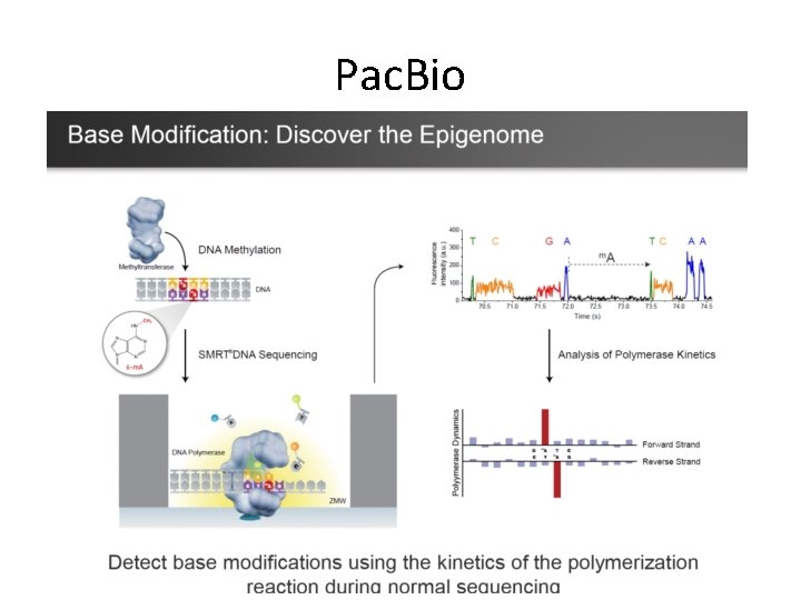 Pac. Bio 