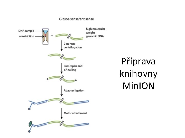 Příprava knihovny Min. ION 