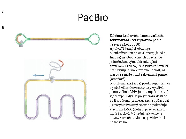 A Pac. Bio B Schéma kruhového konsenzuálního sekvenování - ccs (upraveno podle Travers a