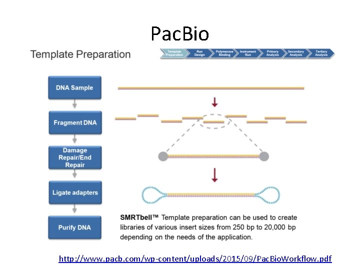 Pac. Bio http: //www. pacb. com/wp-content/uploads/2015/09/Pac. Bio. Workflow. pdf 