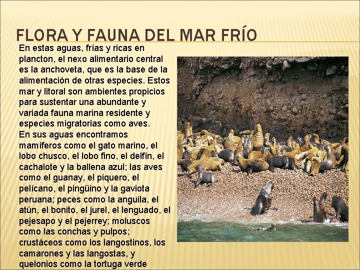 FLORA Y FAUNA DEL MAR FRÍO En estas aguas, frías y ricas en plancton,