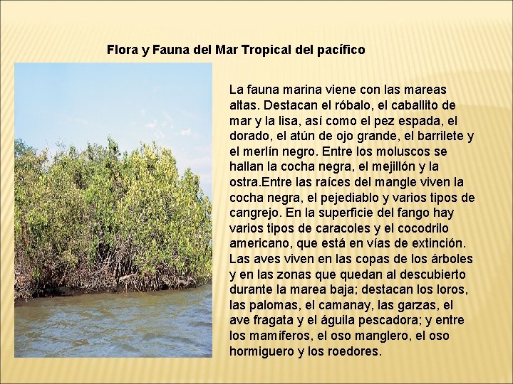 Flora y Fauna del Mar Tropical del pacífico La fauna marina viene con las