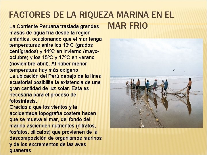 FACTORES DE LA RIQUEZA MARINA EN EL La Corriente Peruana traslada grandes MAR FRIO