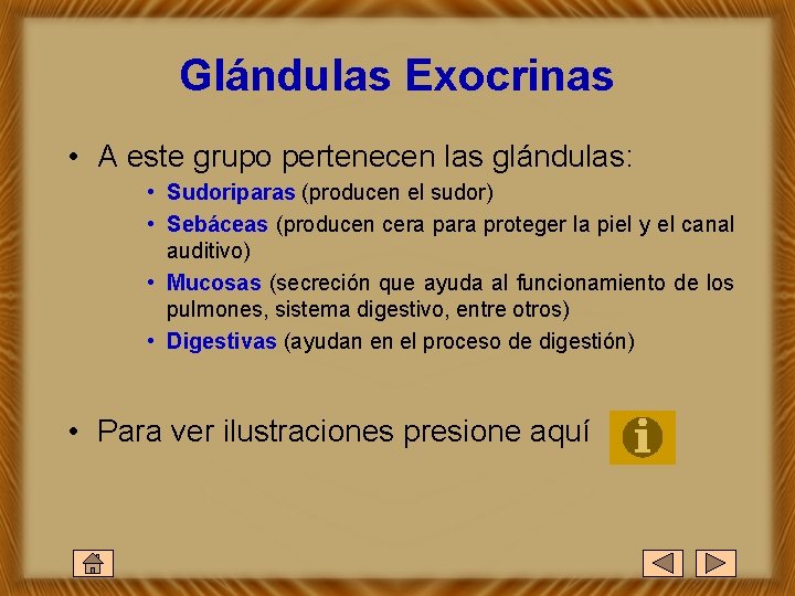 Glándulas Exocrinas • A este grupo pertenecen las glándulas: • Sudoriparas (producen el sudor)