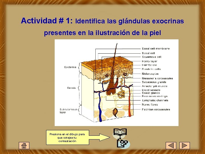 Actividad # 1: Identifica las glándulas exocrinas presentes en la ilustración de la piel