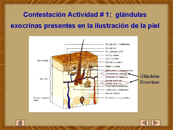 Contestación Actividad # 1: glándulas exocrinas presentes en la ilustración de la piel Glándulas