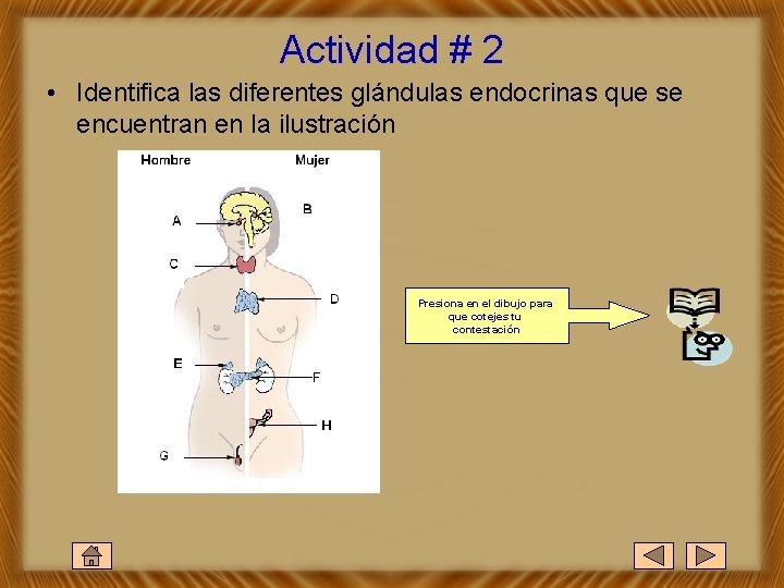 Actividad # 2 • Identifica las diferentes glándulas endocrinas que se encuentran en la