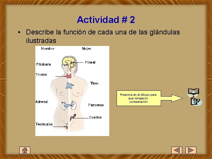Actividad # 2 • Describe la función de cada una de las glándulas ilustradas