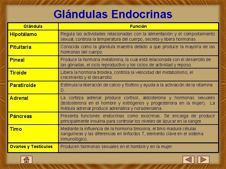 Glándulas Endocrinas Glándula Función Hipotálamo Regula las actividades relacionadas con la alimentación y el