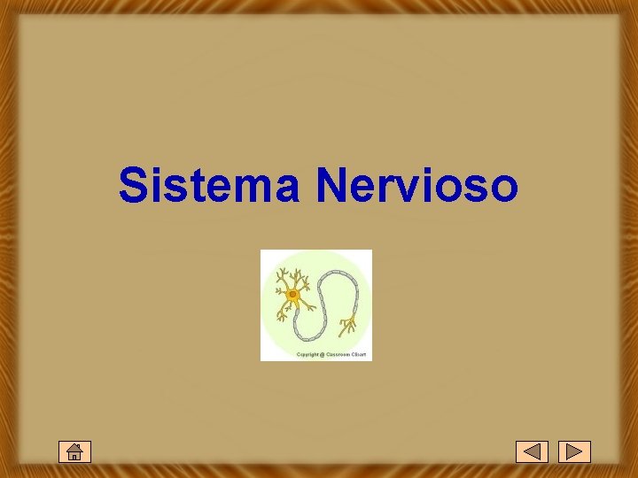 Sistema Nervioso 