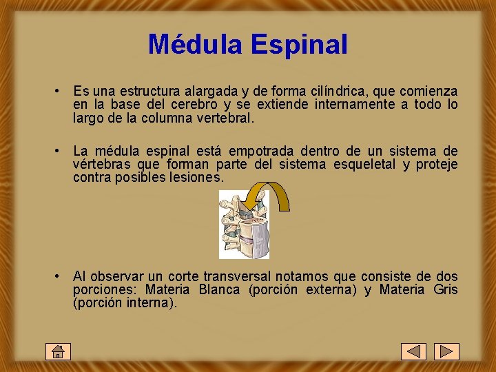 Médula Espinal • Es una estructura alargada y de forma cilíndrica, que comienza en