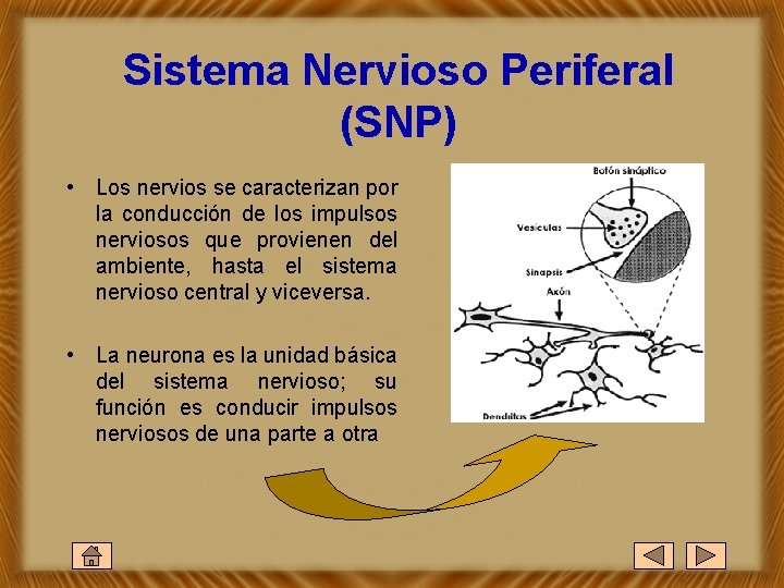 Sistema Nervioso Periferal (SNP) • Los nervios se caracterizan por la conducción de los