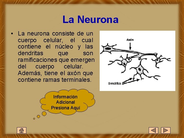 La Neurona • La neurona consiste de un cuerpo celular, el cual contiene el