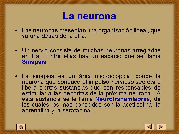 La neurona • Las neuronas presentan una organización lineal, que va una detrás de