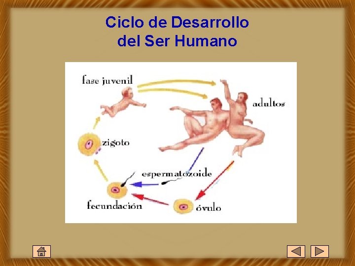 Ciclo de Desarrollo del Ser Humano 