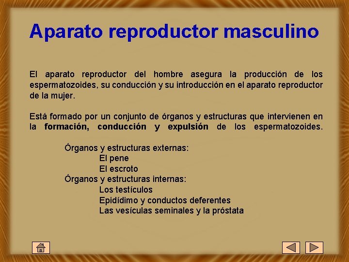 Aparato reproductor masculino El aparato reproductor del hombre asegura la producción de los espermatozoides,