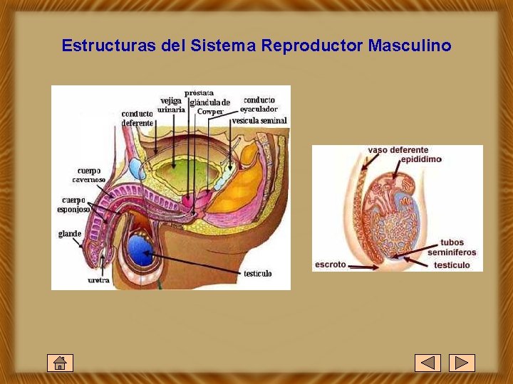 Estructuras del Sistema Reproductor Masculino 