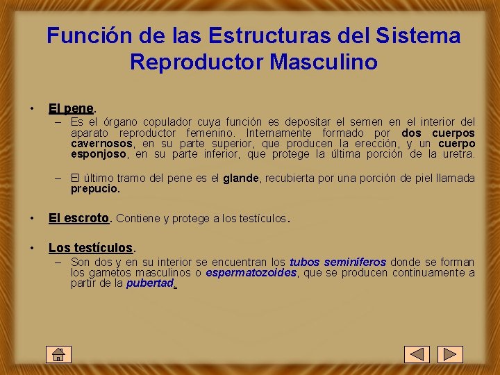 Función de las Estructuras del Sistema Reproductor Masculino • El pene. – Es el
