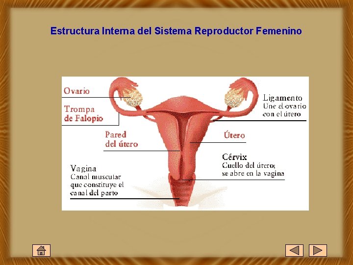 Estructura Interna del Sistema Reproductor Femenino 