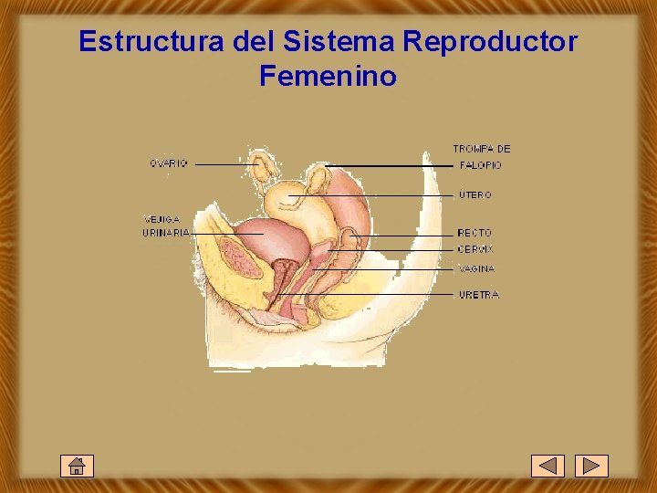 Estructura del Sistema Reproductor Femenino 