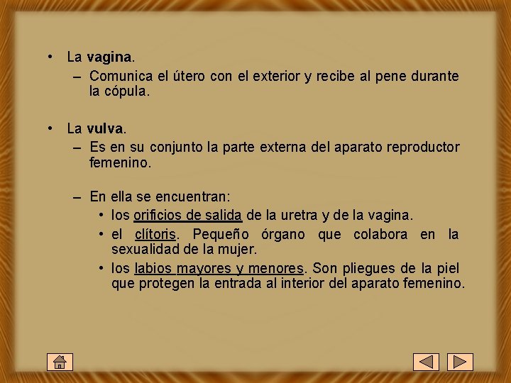  • La vagina. – Comunica el útero con el exterior y recibe al