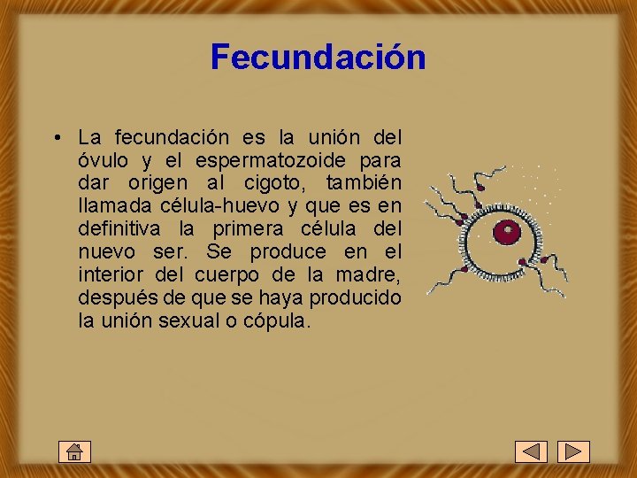 Fecundación • La fecundación es la unión del óvulo y el espermatozoide para dar