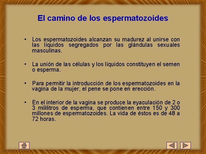 El camino de los espermatozoides • Los espermatozoides alcanzan su madurez al unirse con